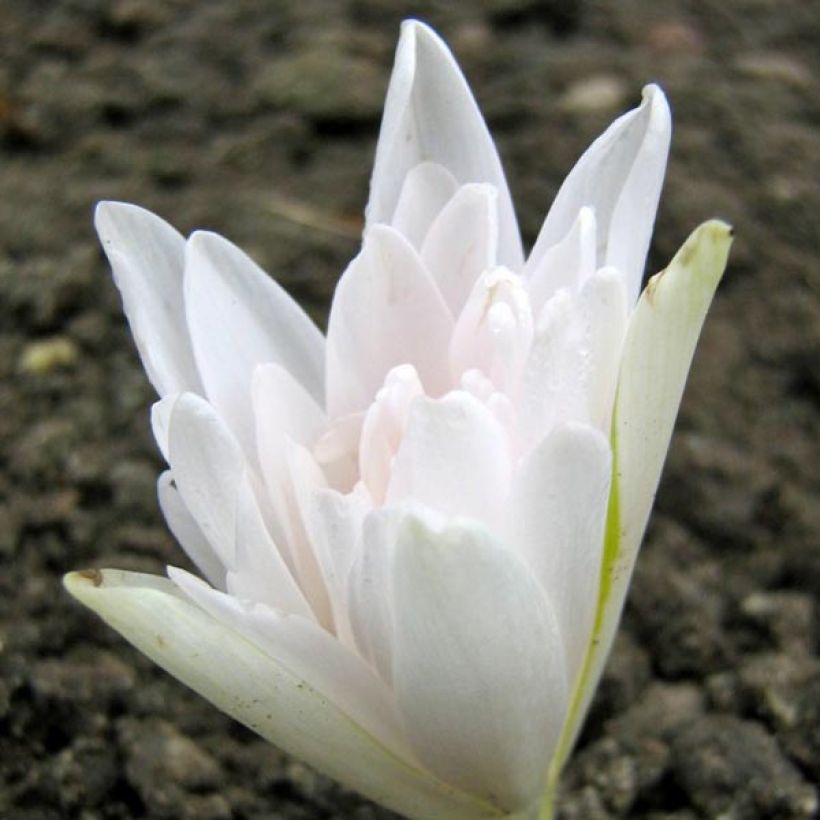 Colchicum autumnale Alboplenum - Colchico d'autunno (Fioritura)