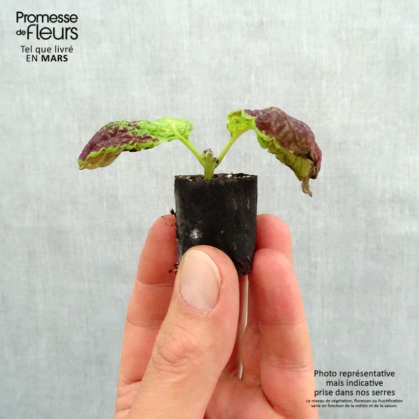 Coleus Copinto Bloody Mary Mini-motte 3 cm esemplare consegnato in primavera