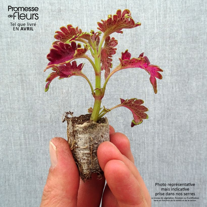 Coleus Copinto Planter's Punch Mini-motte 3 cm esemplare consegnato in primavera