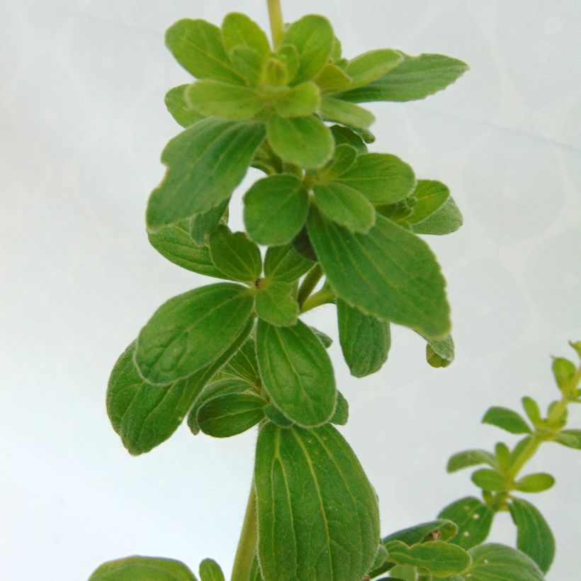 Plectranthus caninus - Pianta scappa via (Fogliame)