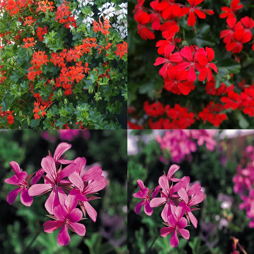 Collezione 10 Gerani da Balcone Rosso e Rosa (Fioritura)