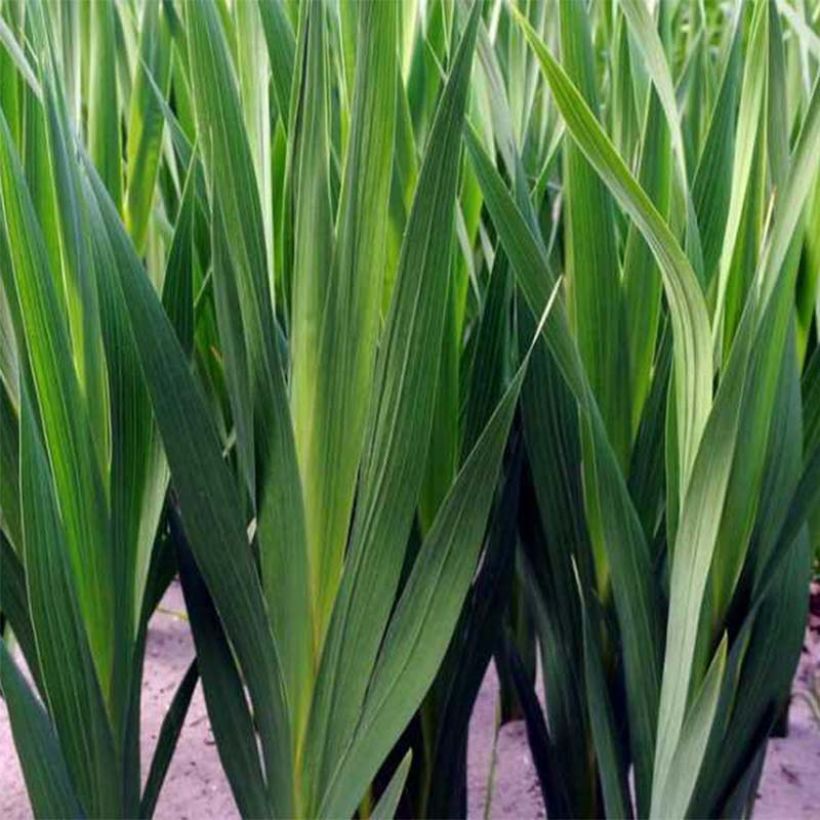 Collezione di Gladioli nani (Fogliame)