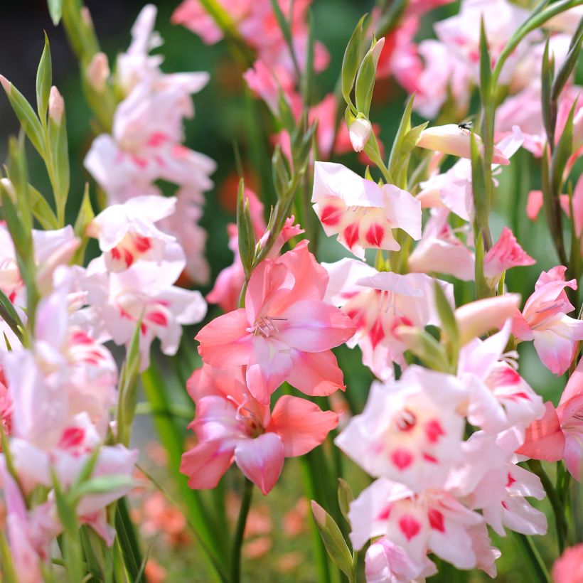 Collezione di Gladioli nani (Fioritura)