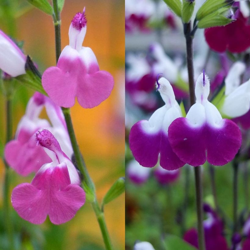 Collezione Salvia arbustiva Lips (Fioritura)