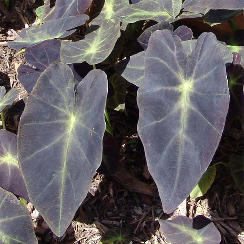 Colocasia Black magic - Taro (Fogliame)