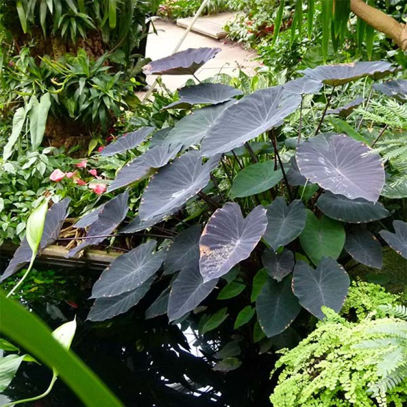 Colocasia Black magic - Taro (Porto)