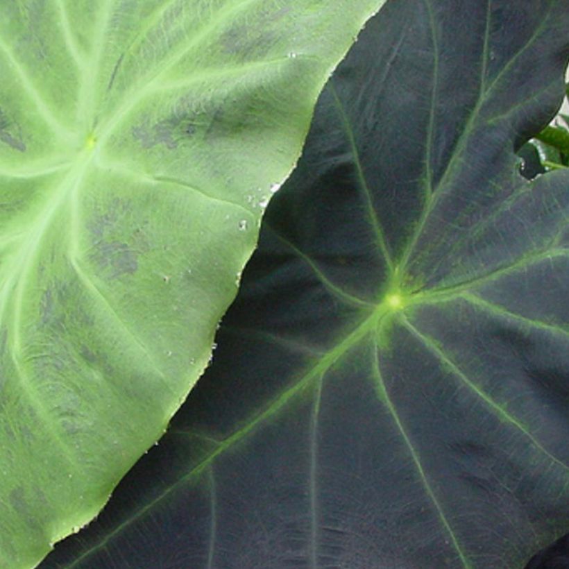 Colocasia Dragon Heart Giant - Taro (Fogliame)