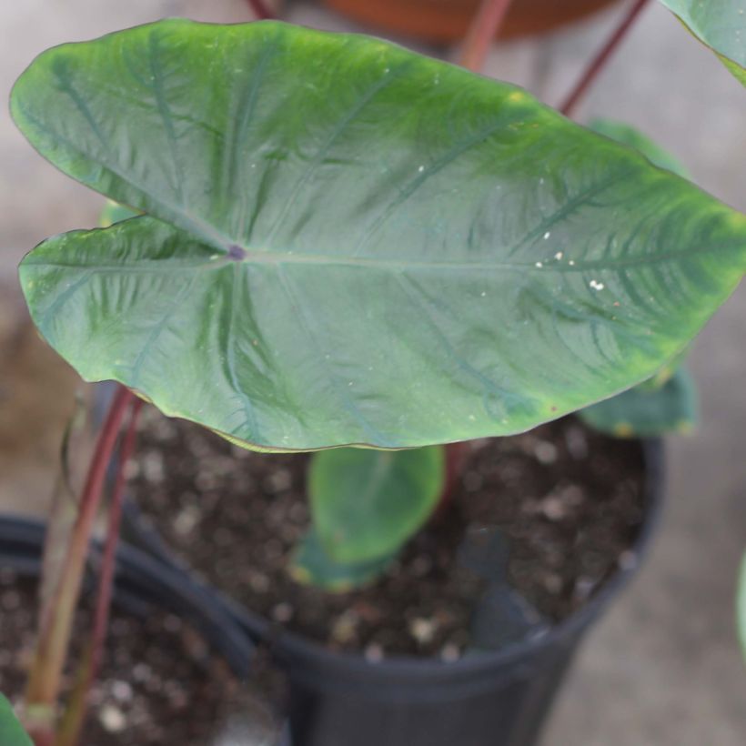 Colocasia Hawaiian Punch - Taro (Fogliame)