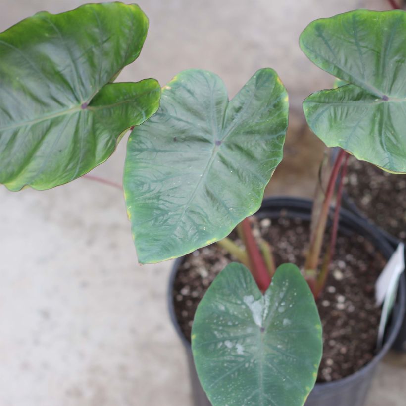 Colocasia Hawaiian Punch - Taro (Porto)