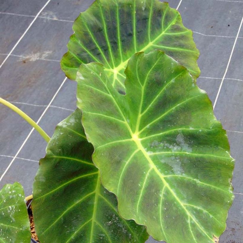 Colocasia Imperial Gigante - Taro (Fogliame)