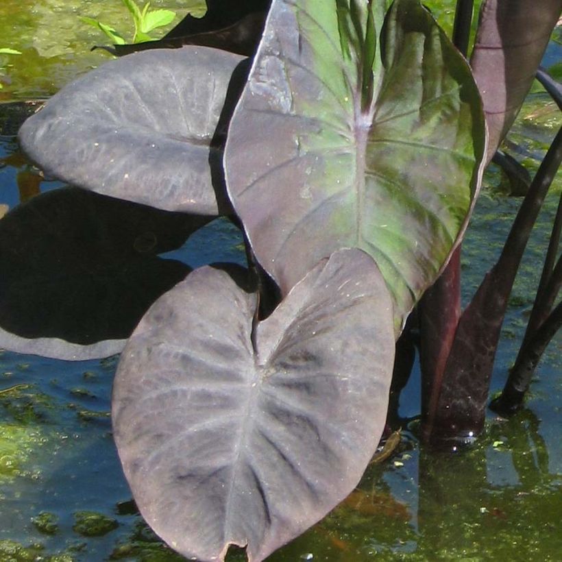 Colocasia Kona Coffee - Taro (Fogliame)