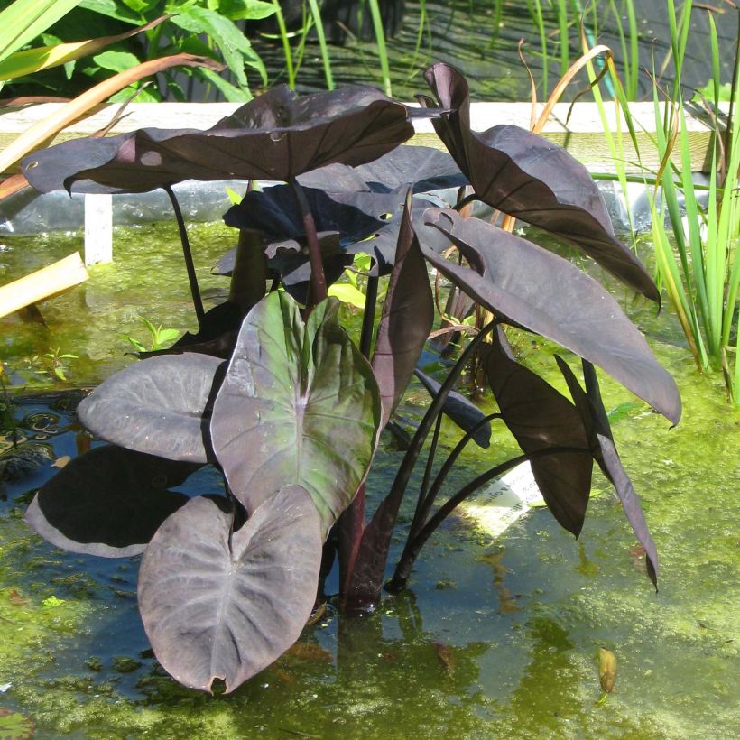 Colocasia Kona Coffee - Taro (Porto)