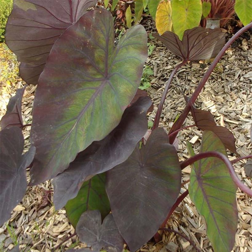 Colocasia Madeira - Taro (Fogliame)