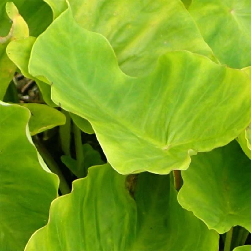 Colocasia Maui Gold - Taro (Fogliame)