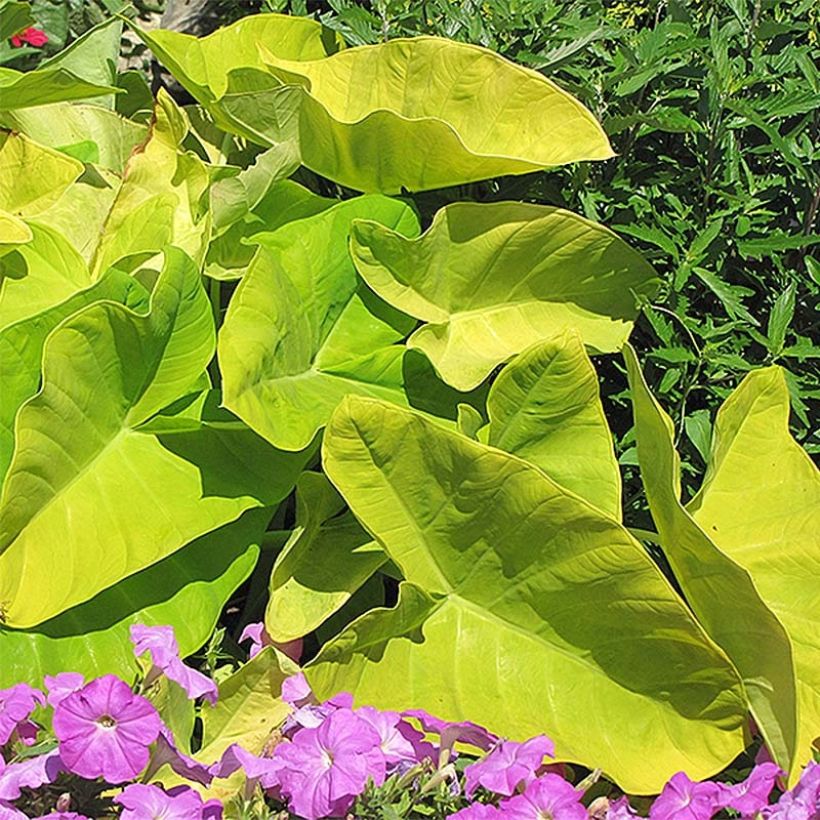 Colocasia Maui Gold - Taro (Porto)