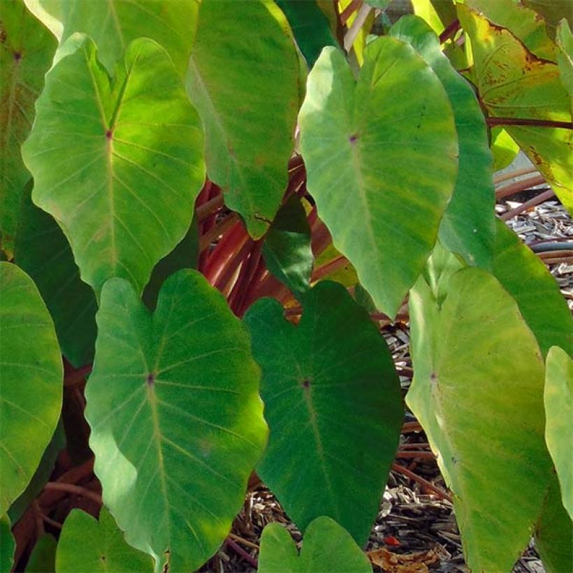 Colocasia Pink China - Taro (Fogliame)