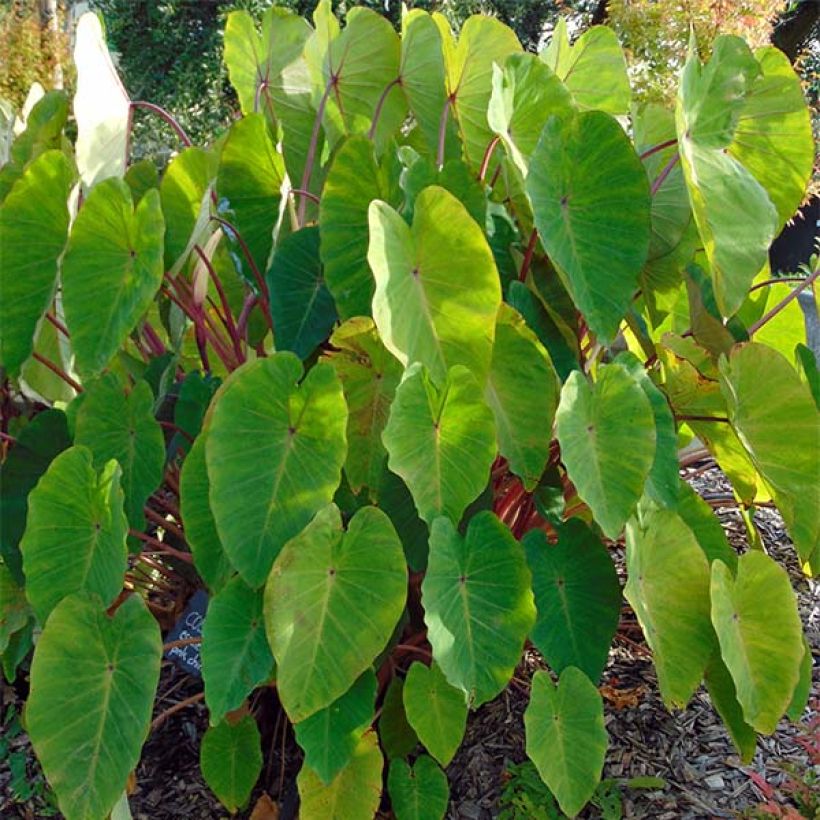 Colocasia Pink China - Taro (Porto)