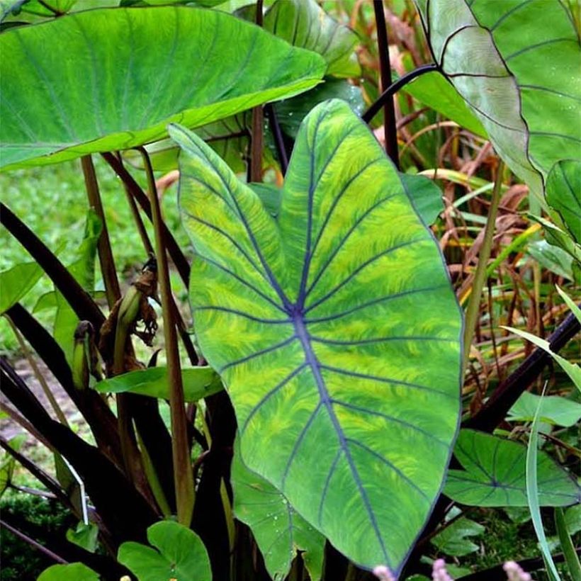 Colocasia Blue hawaii - Taro (Fogliame)