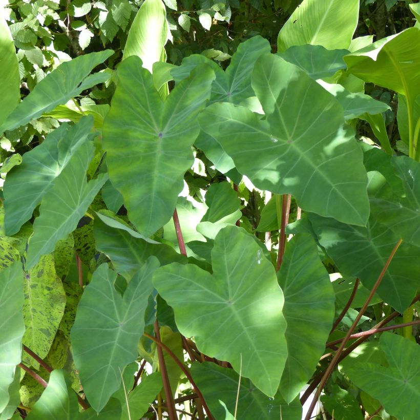 Colocasia esculenta - Taro (Fogliame)