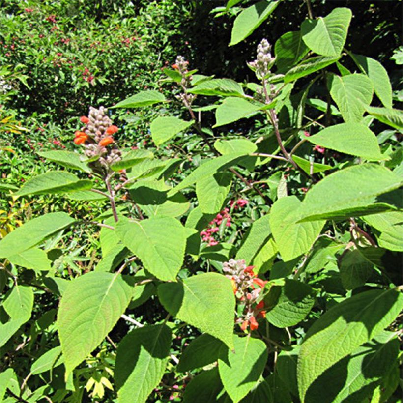 Colquhounia coccinea (Fogliame)