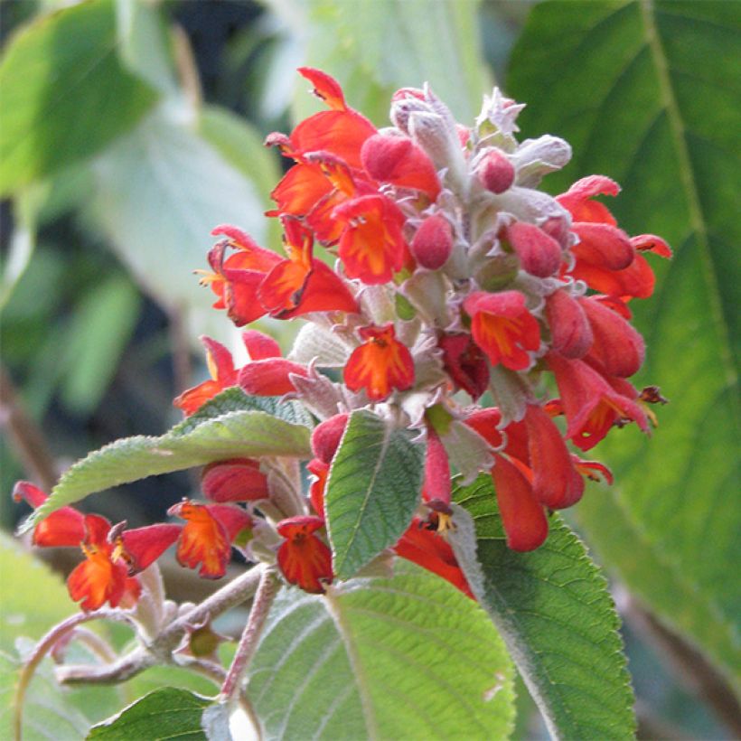 Colquhounia coccinea (Fioritura)