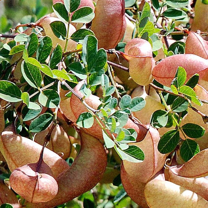 Colutea arborescens - Vesicaria (Fogliame)