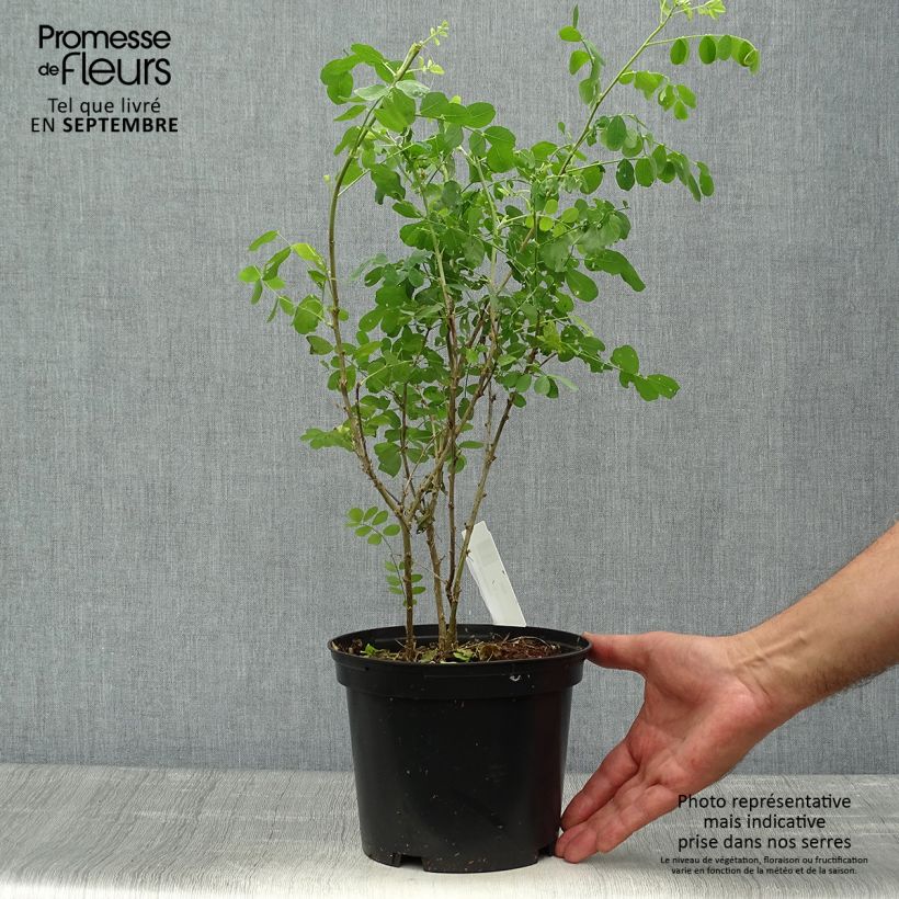 Esemplare di Colutea arborescens en pot de 2/3L- Baguenaudier come consegnato in autunno