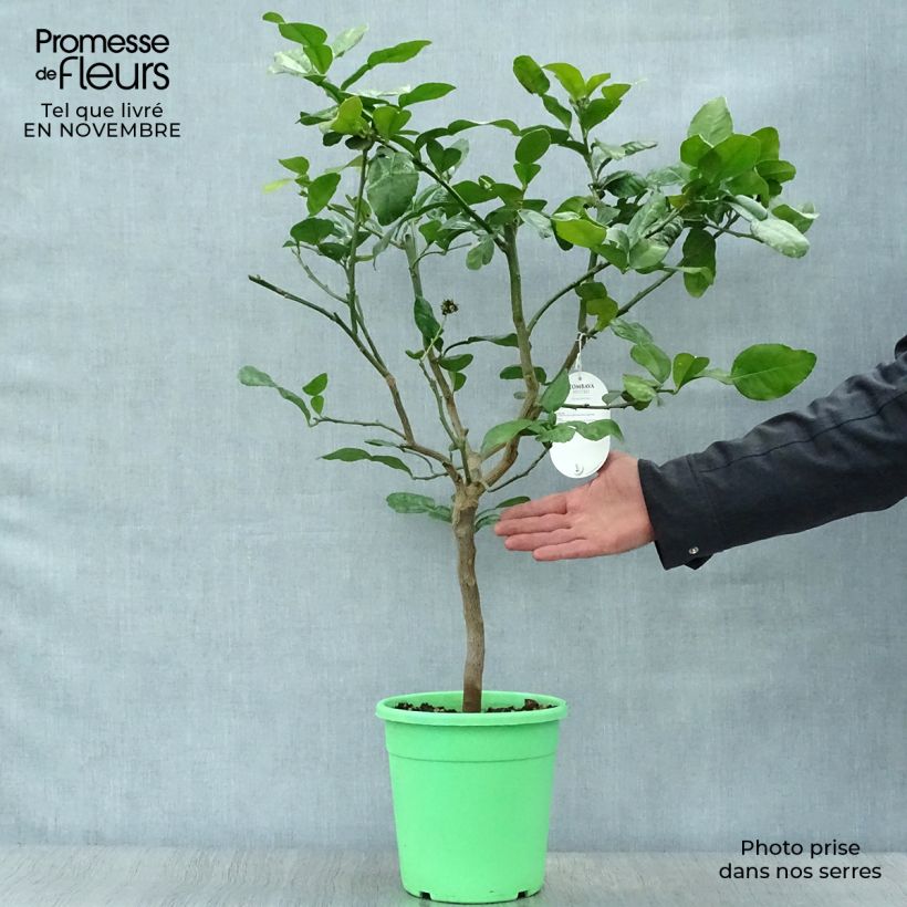 Esemplare di Combawa - Citrus hystrix en pot de 3L come consegnato in autunno