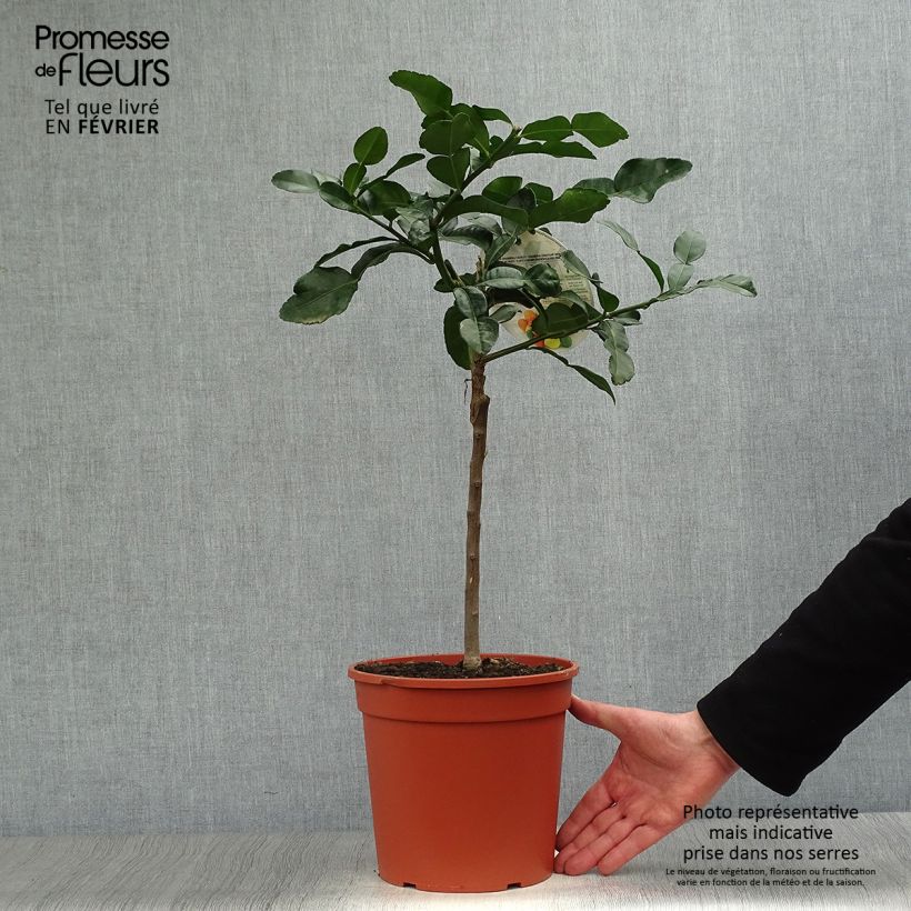 Combawa - Citrus hystrix en pot de 5 L esemplare consegnato in inverno