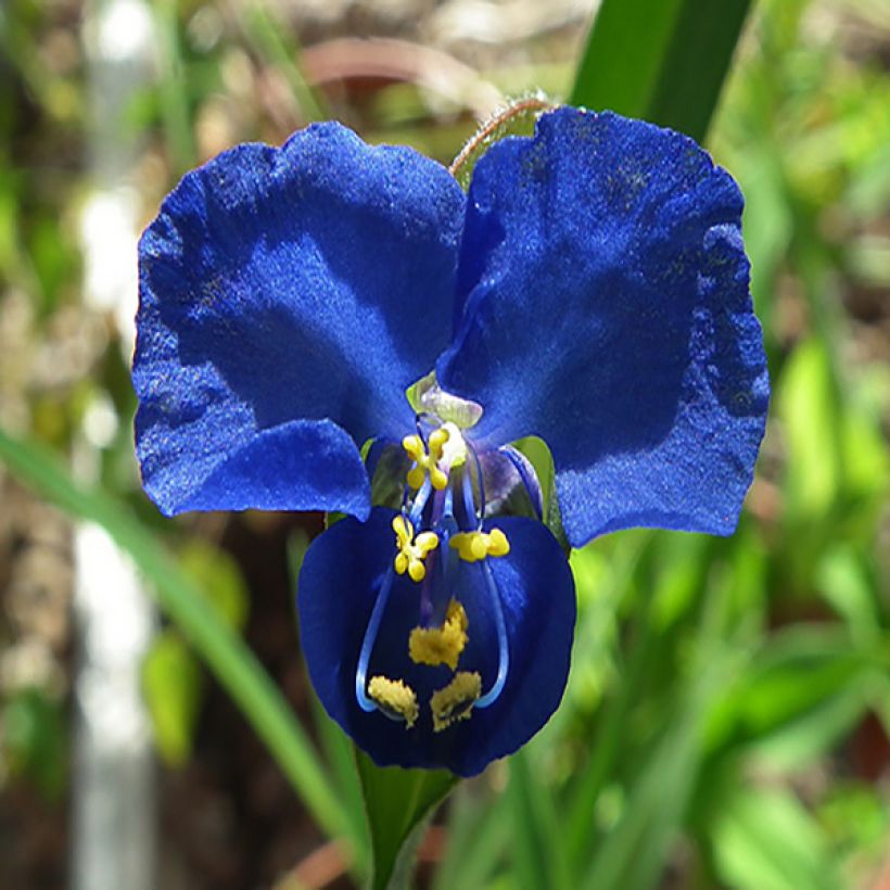 Commelina coelestis (Fioritura)