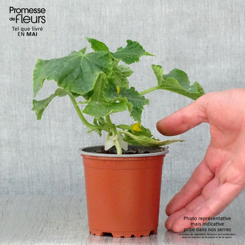 Concombre Gynial F1 en plants GREFFES en pot de 10,5 cm esemplare consegnato in primavera