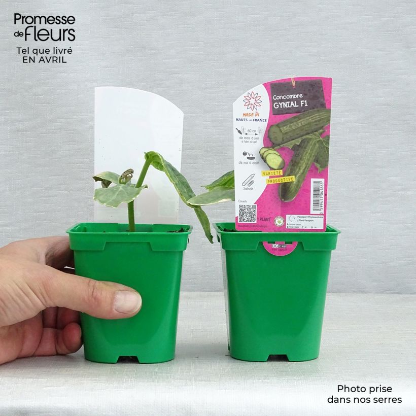 Concombre long Gynial F1 en pot de 10 cm esemplare consegnato in primavera