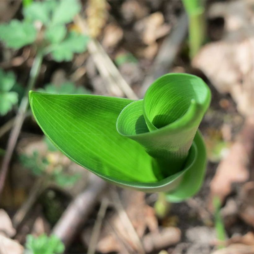 Convallaria majalis Flore Pleno - Mughetto (Fogliame)