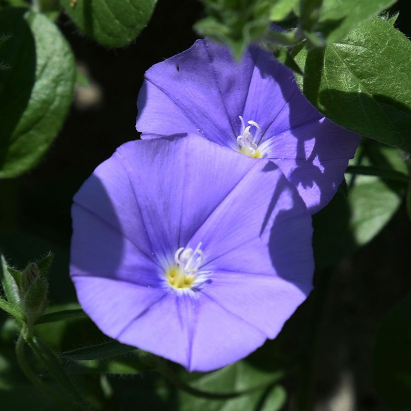 Convolvulus sabatius New Blue Moon - Convolvolo (Fioritura)