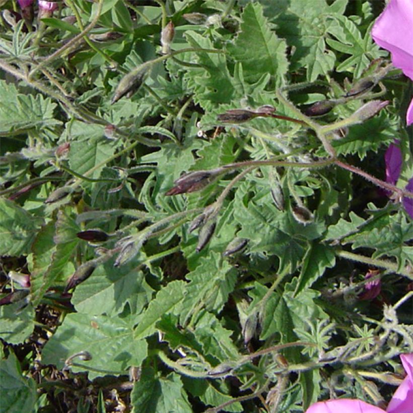 Convolvulus althaeoides - Vilucchio rosso (Fogliame)