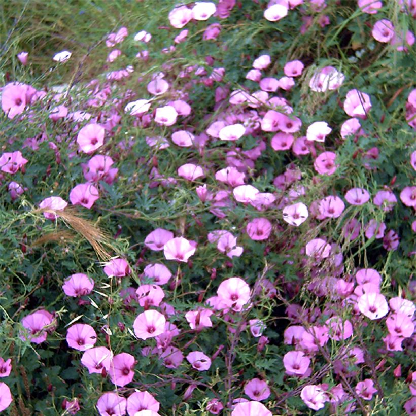 Convolvulus althaeoides - Vilucchio rosso (Fioritura)