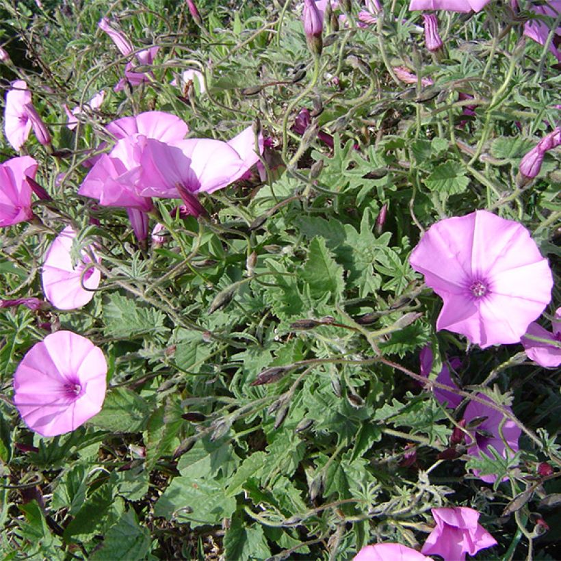 Convolvulus althaeoides - Vilucchio rosso (Porto)