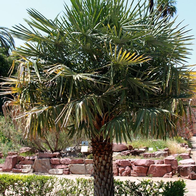 Copernicia alba - Palma da cera (Porto)