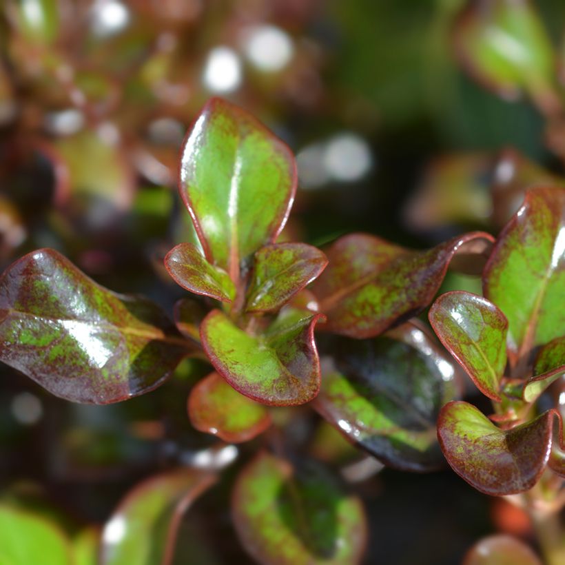 Coprosma Chocolate Soldier - Pianta specchio (Fogliame)