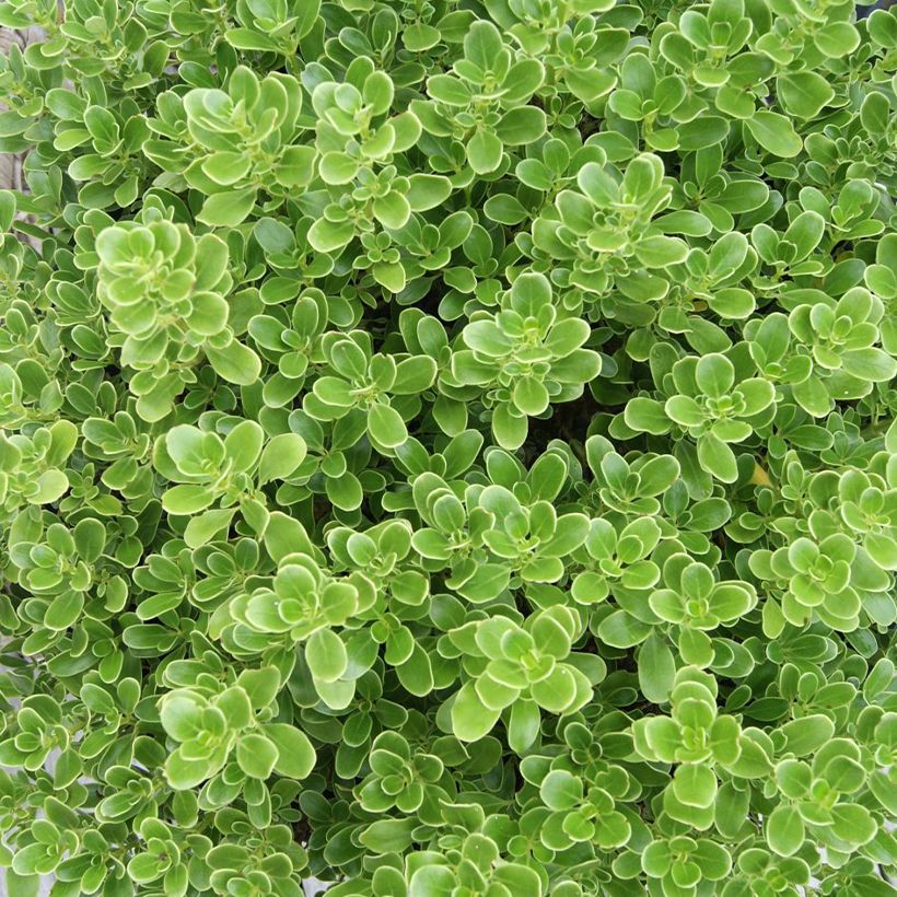 Coprosma Mini Mac - Pianta specchio (Fogliame)