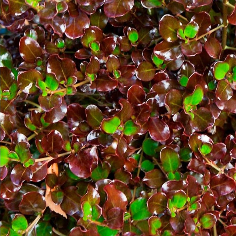 Coprosma Pacific Night - Pianta specchio (Fogliame)