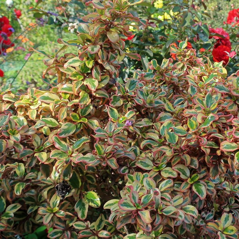 Coprosma repens Pink Splendor - Pianta specchio (Fogliame)