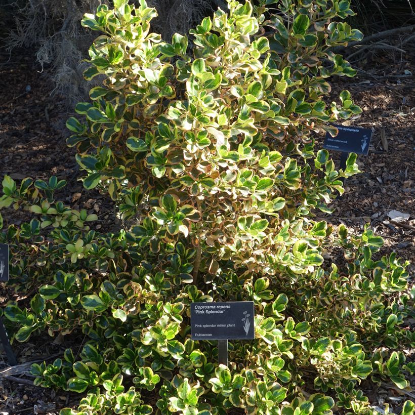 Coprosma repens Pink Splendor - Pianta specchio (Porto)