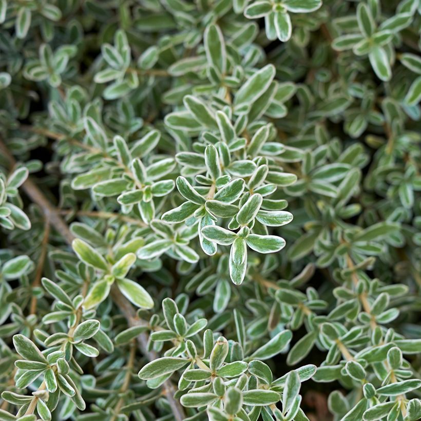 Coprosma kirkii Variegata - Pianta specchio (Fogliame)