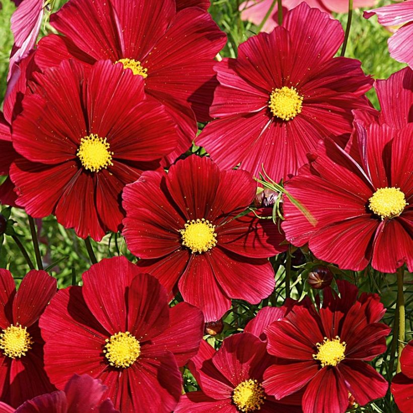 Cosmos Rubenza Red Carmin - Cosmea (Fioritura)