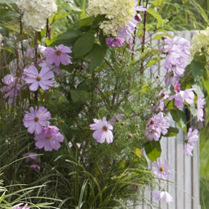 Cosmos Sonata Rose - Cosmea (Fioritura)