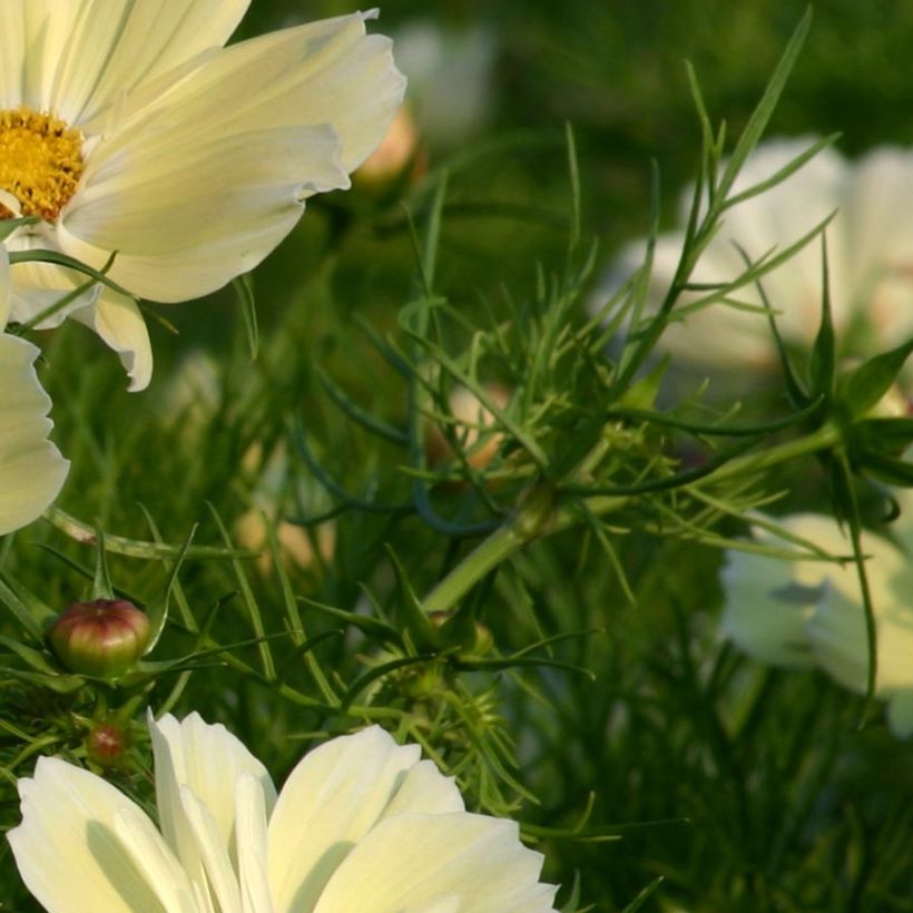 Cosmos Xanthos - Cosmea (Fogliame)