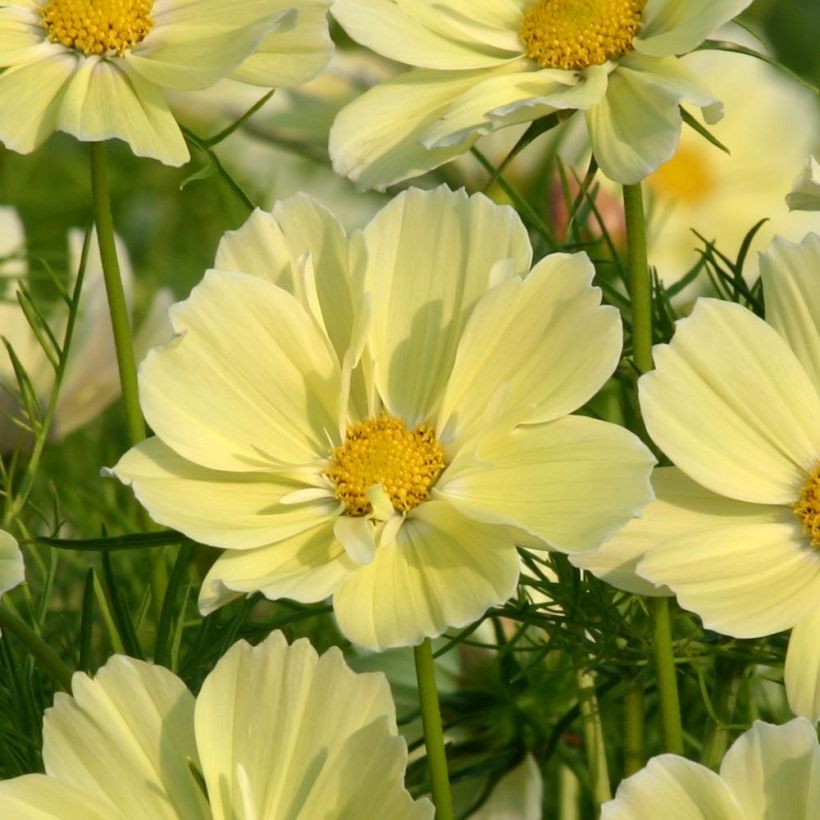 Cosmos Xanthos - Cosmea (Fioritura)