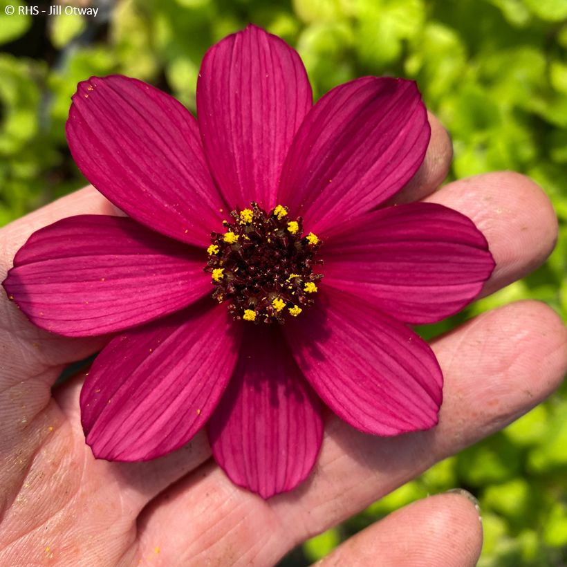 Cosmos atrosanguineus Cherry Chocolat - Fior di cioccolato (Fioritura)