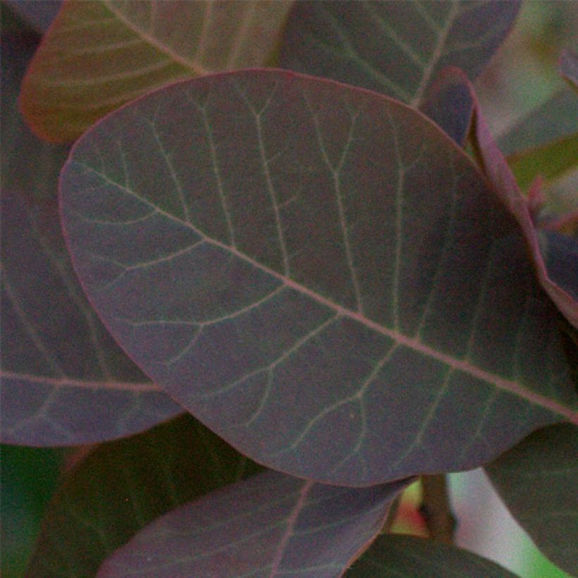 Cotinus Grace - Scotano (Fogliame)